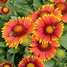 Gaillardia Seeds Gaillardia Arizona Sun 50 Seedsgarden Beautiful USA Seller - £17.56 GBP