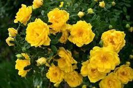 Rose Orangish Yellow Climbing Tree Plant 50 Seeds, light fragrant flowers - £7.97 GBP