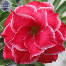 BELLFARM Fresh Red Adenium Obesum Desert Rose Seeds, 2 Seeds, Hybrid 4-layer wit - £4.03 GBP