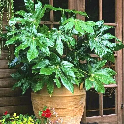 Japanese Aralia (Fatsia japonica) 20 Seeds Fast Shipping - $8.99