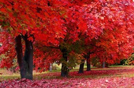 30 Seeds Red Maple Tree Perfect For Garden Planting Immediate Gardening Start - $16.96