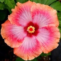 20 pcs Pink Orange Hibiscus Seed Flowers Flower Seed Perennial - £9.93 GBP