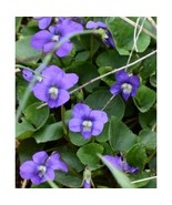 THJAR NEW! 30 Native Violet Seeds, Common Blue Violet, Viola Sororia - $188.04 MXN