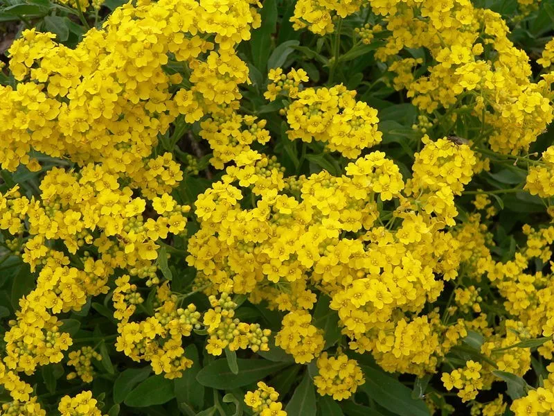 TISSS 300 Seeds Basket Of Gold Alyssum Aurinia Organic Perennial Yellow USA - £7.72 GBP