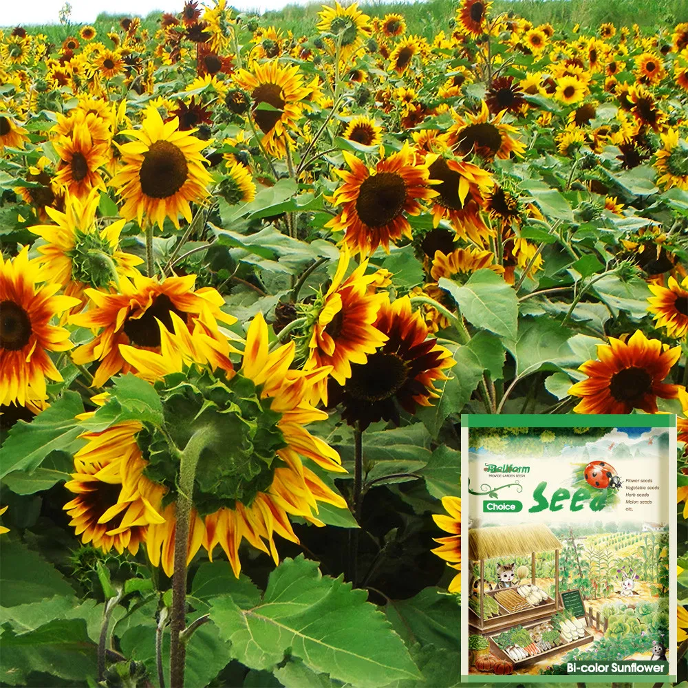 US Seller 50 Bi-Colour Sunflower Seeds (90cm Tall) NON GMO High Germination - £7.75 GBP