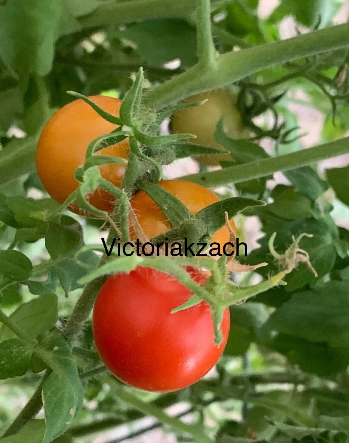 Cherry Tomato Seeds Large Sweet Edible Garden Organic NonGMO Heirloom Fr... - €1,59 EUR