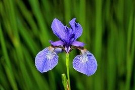 Blue Flag Iris Versicolor Fragrant Native Purple Yellow White Flower 25 Seeds - £4.68 GBP