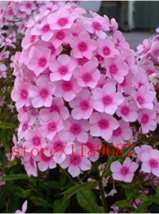 Worldwide Shipping 100Pcs/Bag Phlox Drummondii Cuspidata Flower 4 Colours Bonsai - $12.36