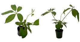 Easy Indoor Plant - Amate Schefflera Umbrella Tree Plant - 4&quot; Pot - Live... - £27.64 GBP
