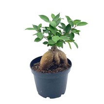 Ficus microcarpa, Chinese banyan, Bonsai Tree, 6&quot; pot, Very Large Healthy M - £23.74 GBP