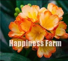 US Seller 100Pcs Clivia Seeds Redish Orange Flowers New Fresh Seeds - $53.24