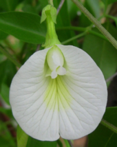 10 Pc Seeds Clitoria Ternatea Single White Plant, Clitoria Seeds for Pla... - $29.40