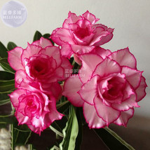 Adenium Whitish Light Pink Flowers With Rose Red Edge Seeds 2 Seeds Gardening - £4.64 GBP