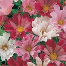 USA Cosmos Seashells Cosmos Bipinnatus Sea Shells Flower 200 Seeds - $10.99