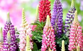 Heirloom Wild Lupine Flowers Mixed Pink White Yellow Red Purple Dark 20 ... - $10.74