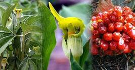 10 Pcs Giant Yellow Jack-in-the-Pulpit Seeds #MNHG - £14.78 GBP