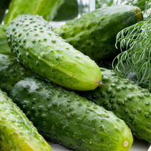 Boston Pickling Cucumber Seeds Green Prolific Gherkin Fresh Fast Shipping - $3.98