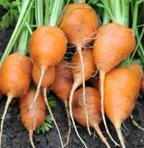 Parisian Carrot Seeds Tonda Di Parigi Paris Market Fresh Fast Shipping - $3.78
