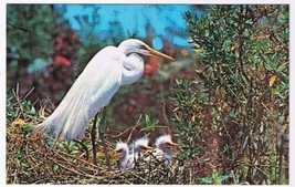 Birds Postcard American Egret &amp; Young Everglades National Park Florida - £1.70 GBP