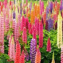 25 of Rainbow Mix Lupine Seeds Flower Seed Bloom Flowers - Perennial seed - £2.30 GBP