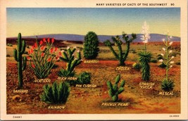 Many Varsities Of Cacti Of The Southwest Postcard - £7.84 GBP