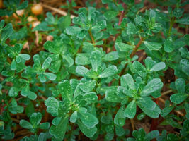 Green Purslane Little Hogweed Duckweed Omega-3s NON-GMO Seeds - £9.23 GBP+