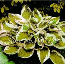 120 Hosta Seeds Perfect Color S Plantain Lily Flower Ground Cover Plant Type 7 B - $7.11