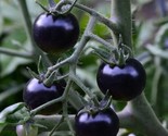 30 Seeds European Black Cherry Tomato Seeds Sweet HeirloomNon Gmo RareFr... - $8.99