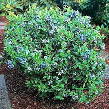 100 Blueberry Seeds Dwarf Top Hat Low Bush Variety Sweet Edible Fruits - £9.58 GBP
