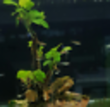 Aquarium Plant Decor Anubias Barteri Nana Golden Rooted Rhizome Freshwat... - £19.14 GBP