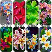 AQL 100 Of Garden Plumeria Seeds - Mixed 8 Colors - £7.23 GBP