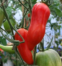 30 seeds Tomato JERSEY DEVIL Heirloom Paste Heirloom Indeterminate USA NonGMO - £9.36 GBP