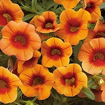 200 Seeds Petunia Flower 5 Colors Available - £10.51 GBP