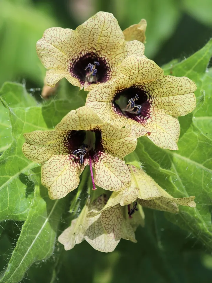 200 Seeds Black HENBANE Nightshade Hyoscyamus Flower  - £11.29 GBP