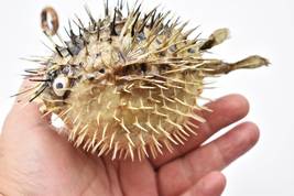 Exquisite Real Dried Blowfish (Porcupine Fish) 5-7&quot; | Unique Nautical Ta... - $25.99