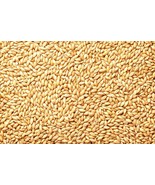 PSA Barely Seeds All Natural Whole Barley Seed For Juicing Malt Brewing ... - €23,62 EUR