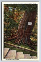 Postcard Arbor Vitae Tree at Natural Bridge Virginia VA - £3.54 GBP