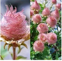 LimaJa Pink Prairie Smoke Flowers Easy to Grow Garden 25 Seeds - £6.25 GBP