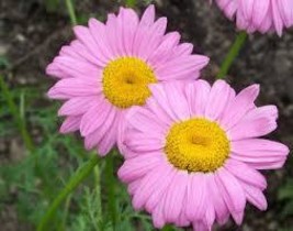 100 Pink Daisy Chrysanthemum Robinson&#39;s Perennial Flower Seeds - £6.28 GBP