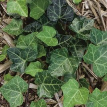 50 baltic ivy,hedera helix - £26.28 GBP