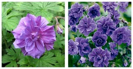 Double Purple Geranium Seeds Flowers Perennial Seed 20 Seeds - £22.79 GBP