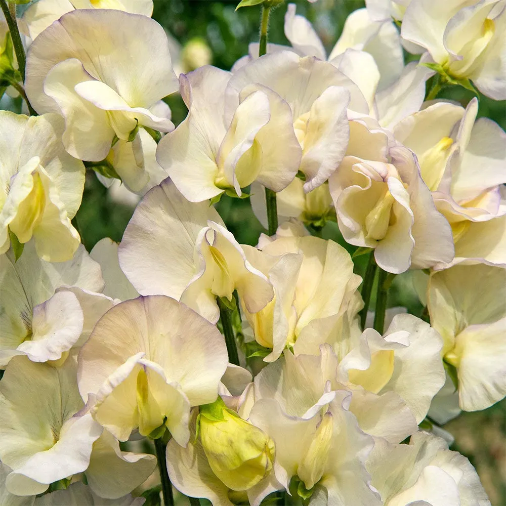 50 Lathyrus odoratus Sweet Pea Seeds - Pale Yellow with Purple Edges  - $8.98