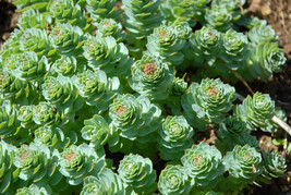 30 Roseroot Sedum Rhodiola Rosea Seeds Perennial Stonecrop Medicinal Herb - $10.00