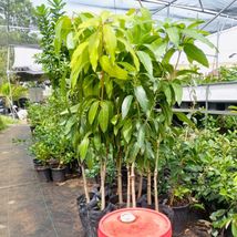 Live Biggest Mango Fruit Tree Variety (mangifera) Grafted Tree 3’-4’ Feet Tall - £144.75 GBP