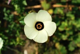 10 Simply Love Hibiscus Trionum ( Flower Of The Hour / Baldder Flower Seeds Gard - £9.42 GBP