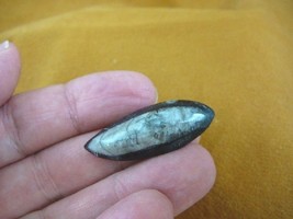 (f371-h) 1-1/2&quot; Orthoceras marbilized fossil straight shell nautiloid ce... - $8.59