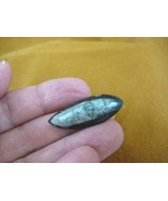 (f371-h) 1-1/2&quot; Orthoceras marbilized fossil straight shell nautiloid ce... - $8.59