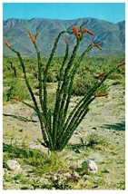 Ocotillo Thorny Scarlet Flowered Desert Flora Cactus Postcard Posted 1967 - £5.53 GBP