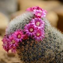 Woolly Nipple Cactus Seeds (10) - Mammillaria mammillaris, Easy-to-Grow Cacti, I - £5.21 GBP