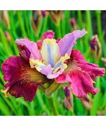 1 Cherry Fling Siberian Iris Bare Root Perennial Rhizome Delicately Ruff... - $59.80